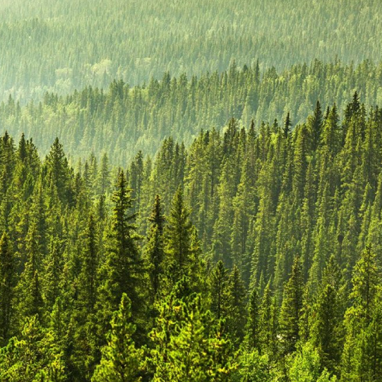 trees